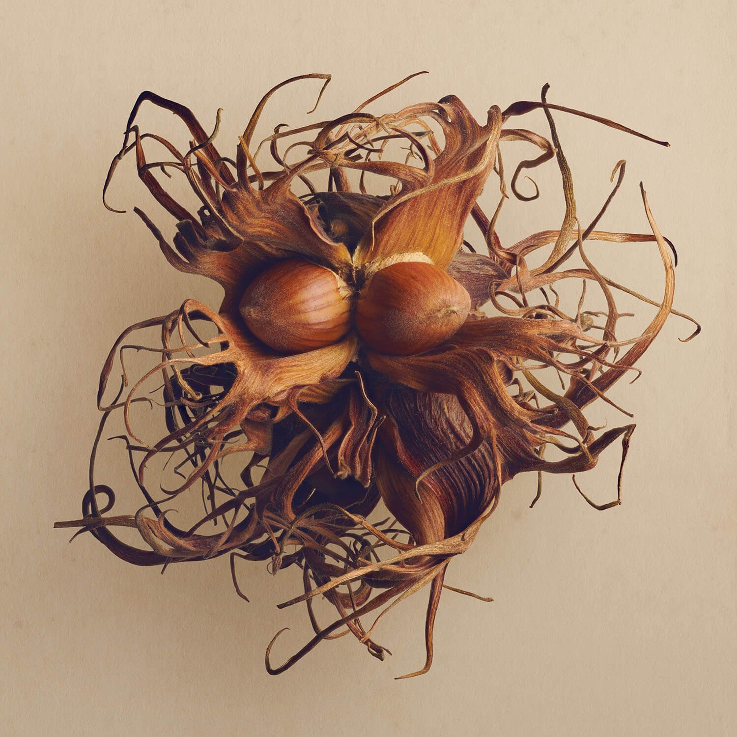 The Hidden Beauty of Seed & Fruits | Explore Nature's Details